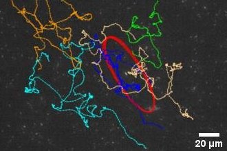 collective oscillation
